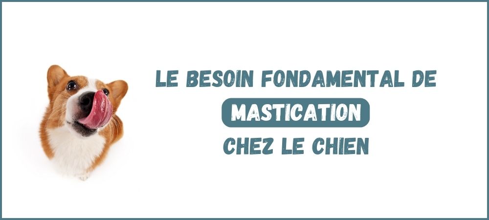 You are currently viewing Pourquoi la mastication est essentielle pour votre chien