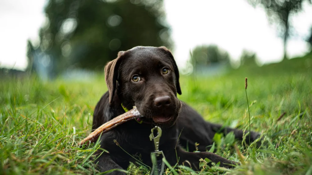 Photo de chien grignotant une friandise