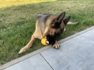 Lire la suite à propos de l’article Jouets d’occupation pour chien : comment bien choisir et pourquoi ça change tout