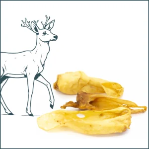 Oreille de cerf