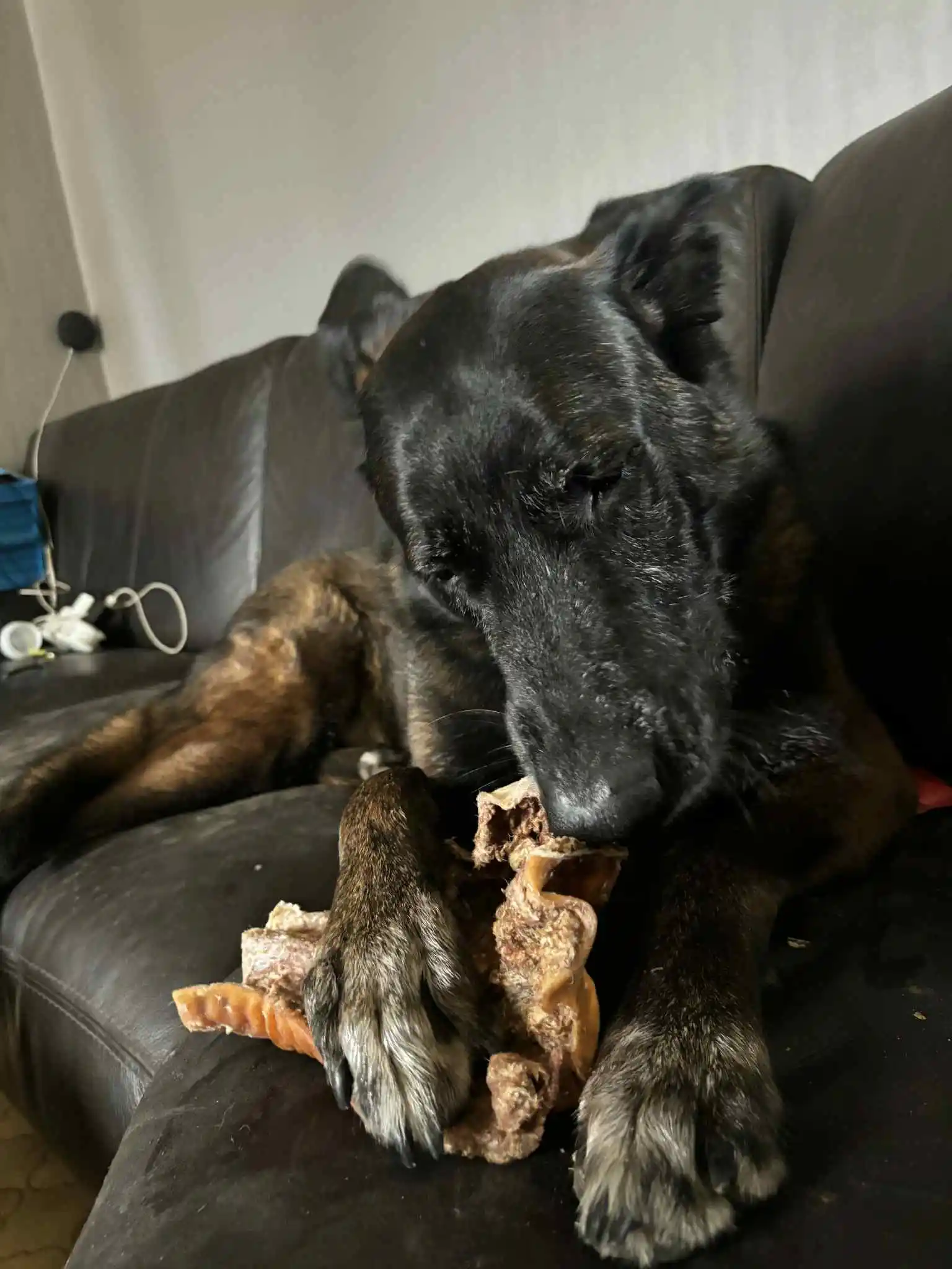 Plaque de peau de tête de bœuf extra dure – Image 2