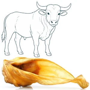 Oreille de bœuf avec cartilage