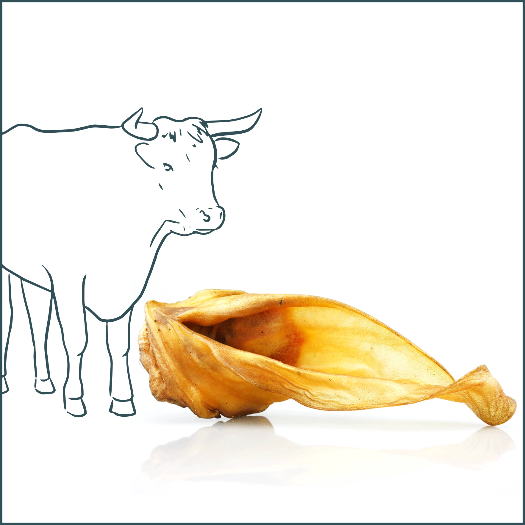 Friandise naturelle - Oreille de bœuf avec cartilage