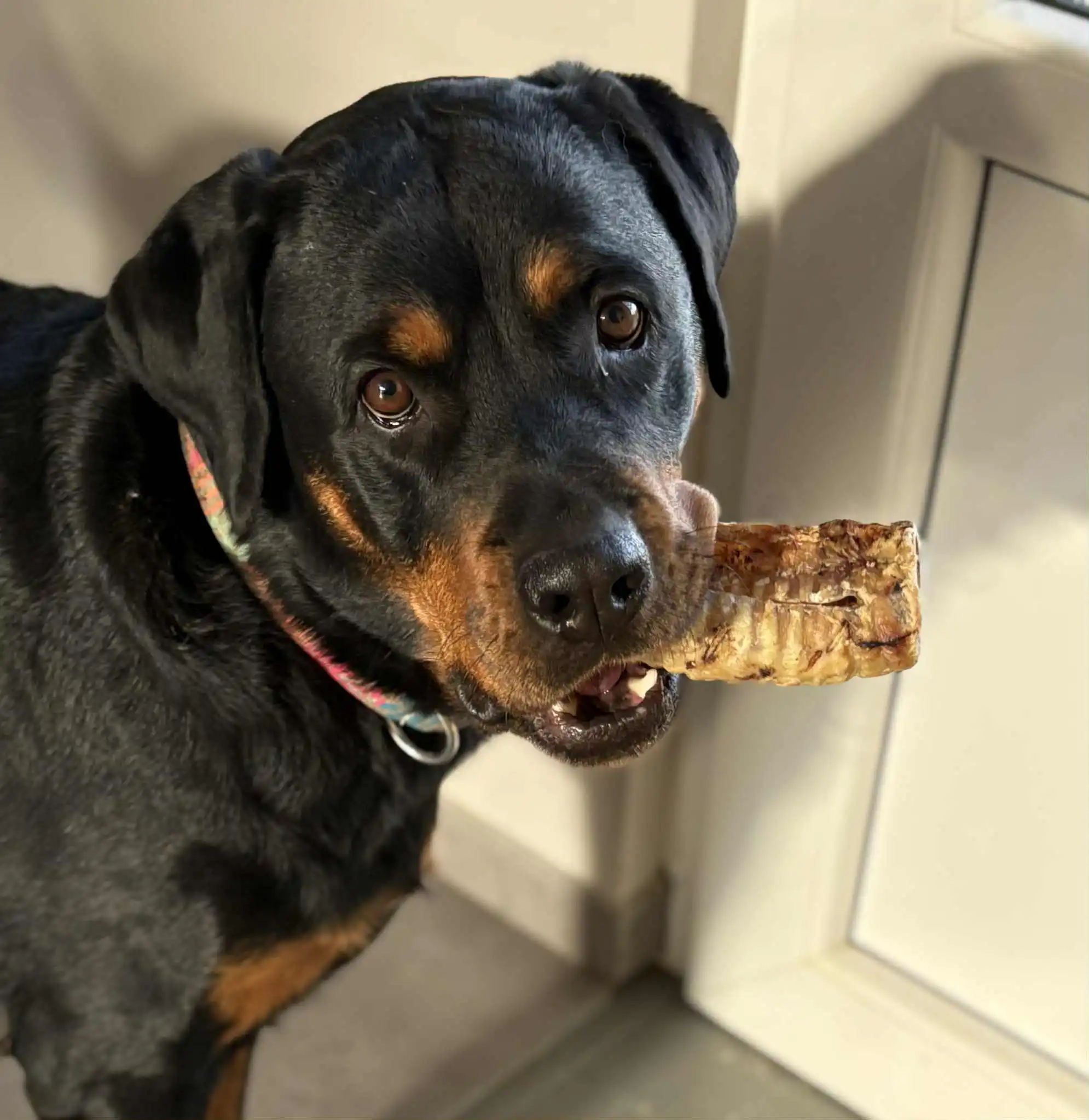 Friandise naturelle - Trachée de boeuf - Siska