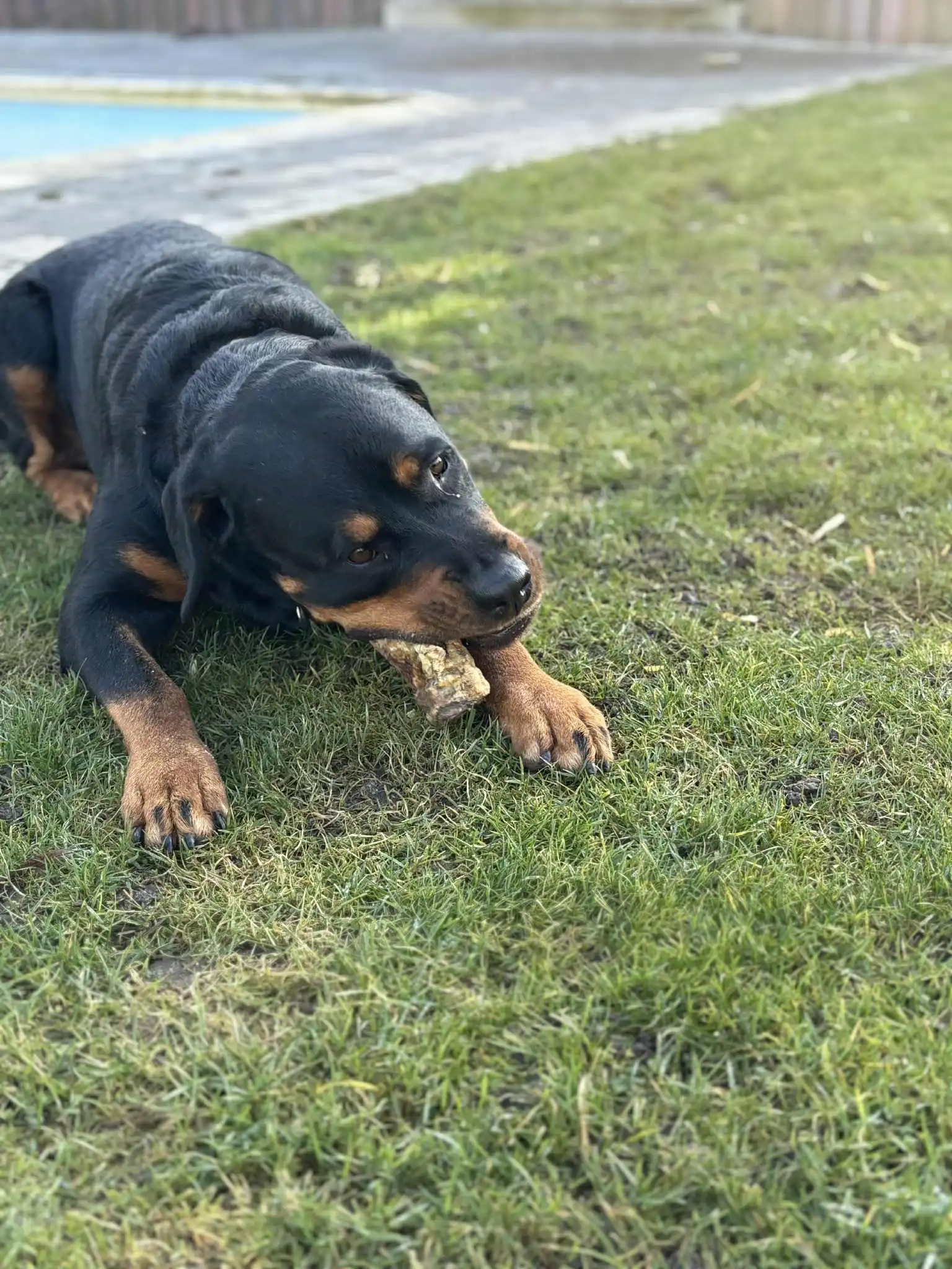 Friandise naturelle - Trachée de boeuf - Siska