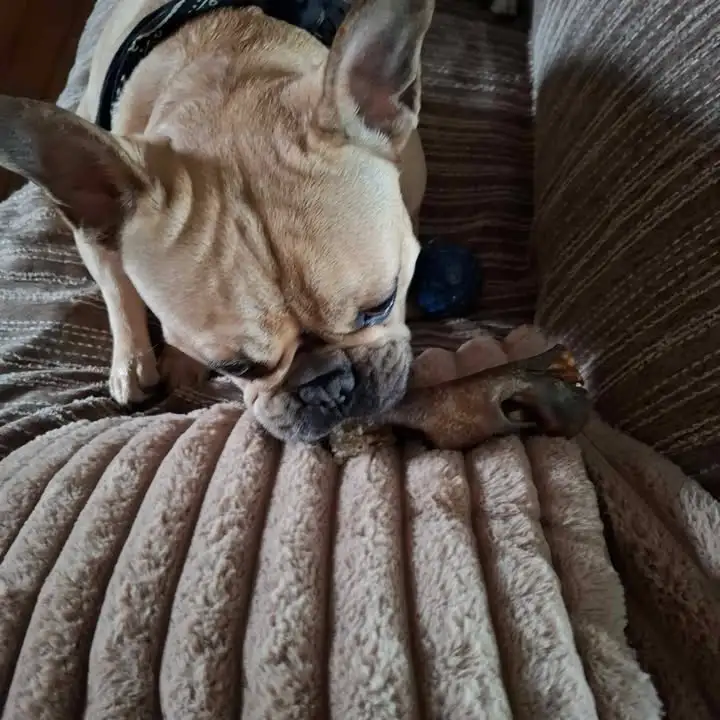 Museau de bœuf 13cm