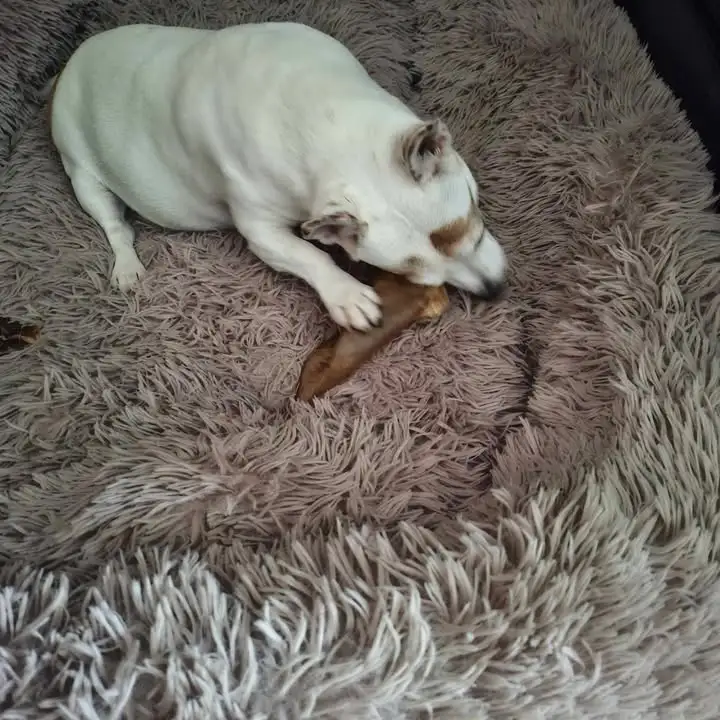 Oreille de bœuf avec cartilage – Image 2