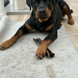 Peau de tête de bœuf extra dure – 30 cm