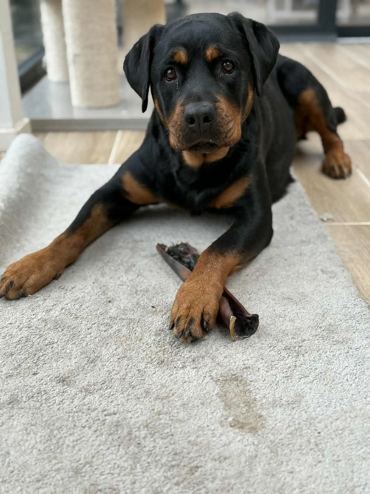 Peau de tête de boeuf 30cm