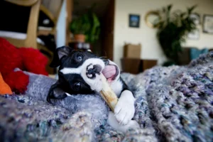 Lire la suite à propos de l’article Comment choisir la bonne friandise à mâcher pour son chien