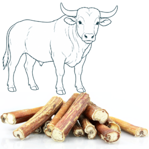 Cimier de bœuf – 25 cm