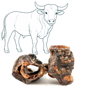Larynx de bœuf