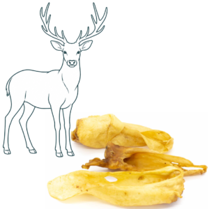 Oreille de cerf
