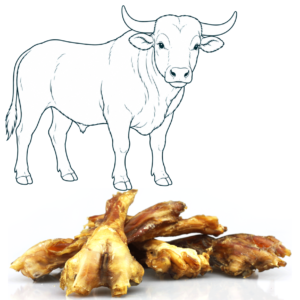 Tendon d’Achille de bœuf