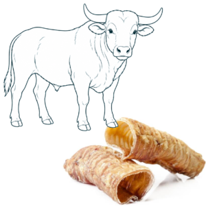 Trachée de bœuf – 10 cm