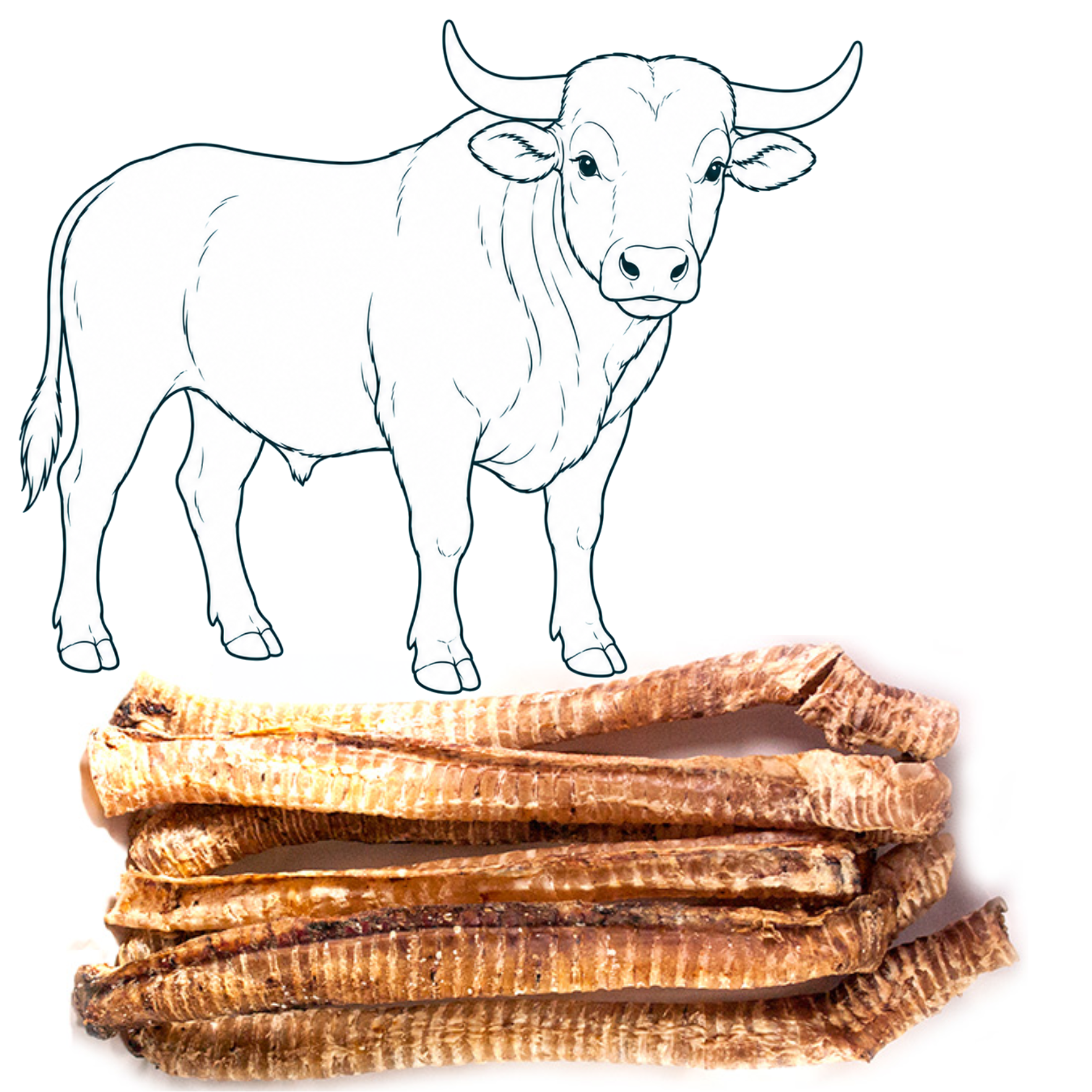 Trachée de bœuf 40cm — friandise naturelle pour chien — Cyno'Lau