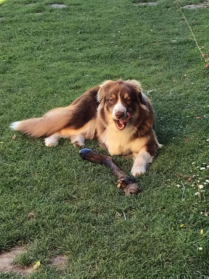 Chien patte de cerf avec poils