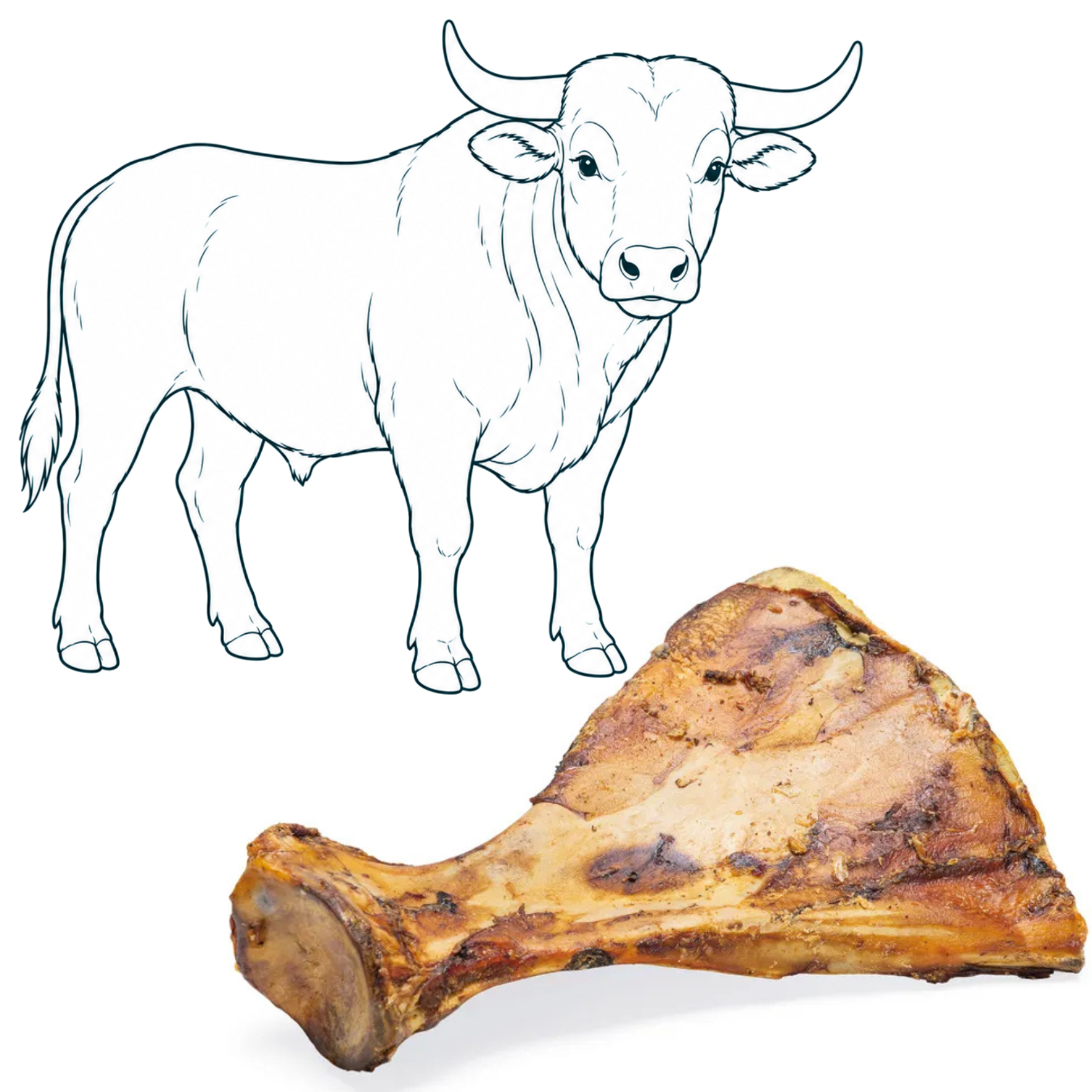 Omoplate de bœuf — friandise naturelle pour chien — Cyno'Lau