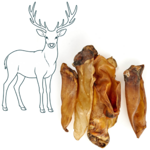 Oreille de cerf