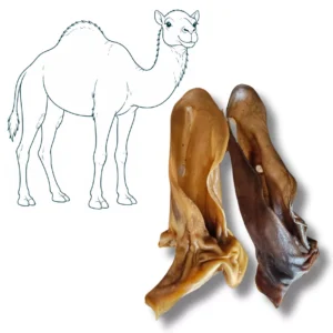 Oreille de chameau