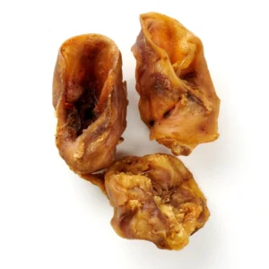 Oreille interne de porc