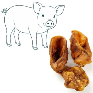 Oreille interne de porc