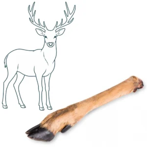 Patte de cerf