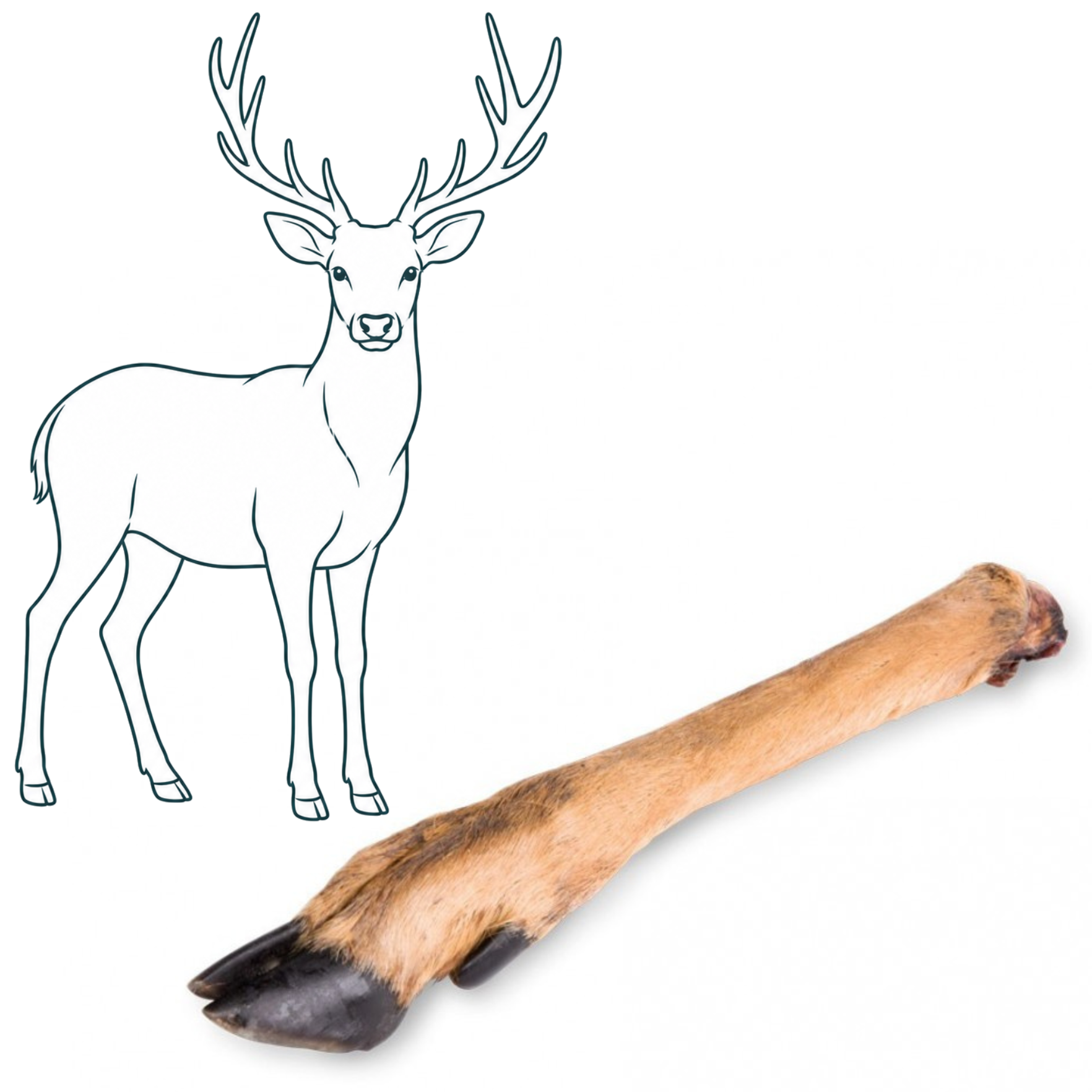 Patte de cerf avec poils — friandise naturelle pour chien — Cyno'Lau