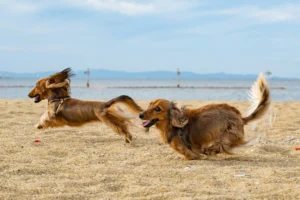 Lire la suite à propos de l’article Mon chien est hyperactif… ou juste sous-stimulé ?