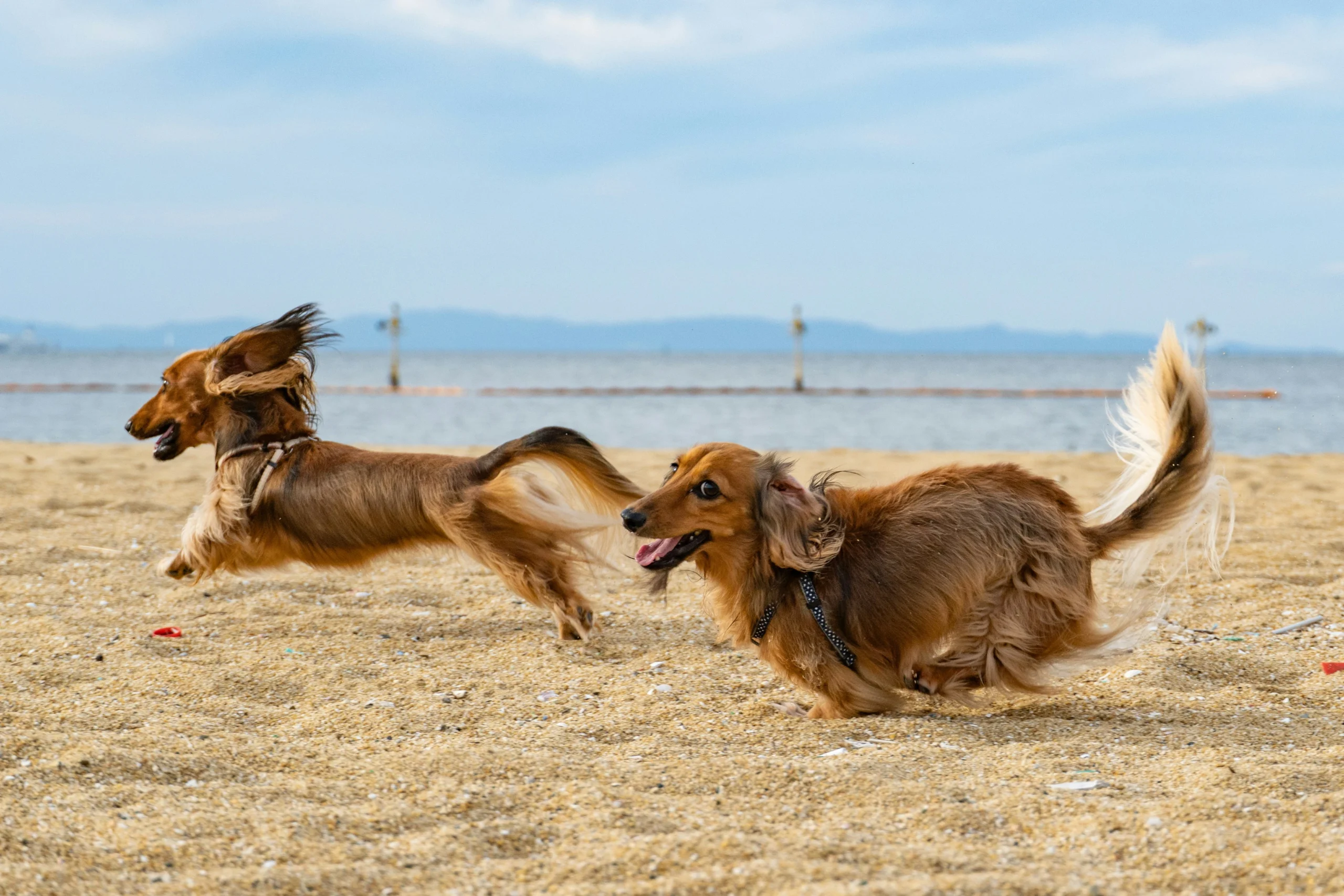 Lire la suite à propos de l’article Mon chien est hyperactif… ou juste sous-stimulé ?